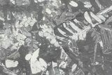 Wide Fossil Seed Fern Plate - Pennsylvania #76922-2